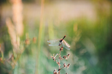 a little dragonfly sat on a branch in sunny weather in summer