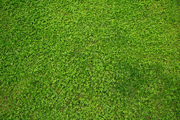 Natural green Lawn grass background