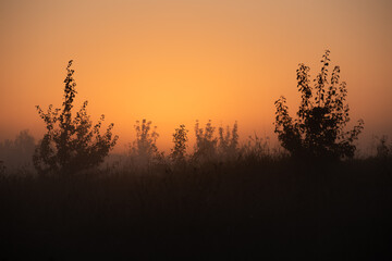 Fototapeta premium Before sunrise at meadow
