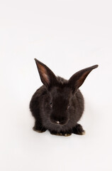 One little black rabbit isolated on a white background. Hare is a symbol of 2023 year accoding an eastern calendar. Cute fun pet. Holiday gift for Christmas, New Year or Easter. Copy space. Banner