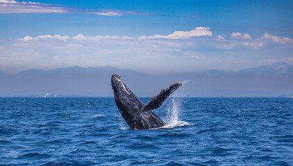 Humpback Whale Breaching, California Coast, Long Beach, California 