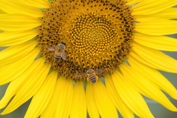 ヒマワリの蜜を集めるミツバチ