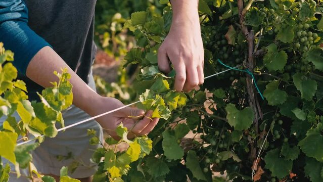 Footage of farmer take care of winery yard.