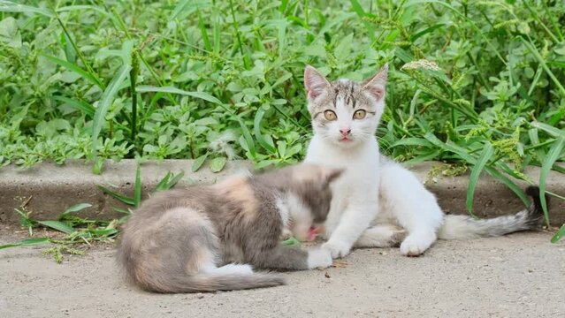 Two cute kittens playing together on the street. Stray little cats jumping in the green grass. Homeless kittens playing relax at garden. Animals in nature. Playful kittens outdoors