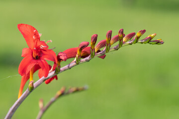 Close up of a crocosmia paniculata flower in bloom