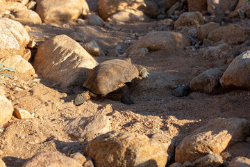 Desert tortoise, Gopherus agassizii, walking through the Sonoran Desert foraging for food and perhaps a mate. A large reptile in natural habitat. Pima County, Oro Valley, Arizona, USA.