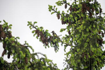 A woodpecker sitting on a spruce branch sorrounded by cones