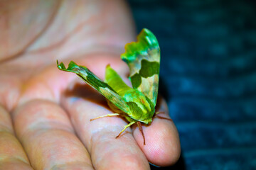 big green butterfly on the hand - Powered by Adobe
