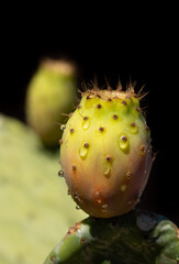Fresh prickly pears with drops of water growing on a prickly pear cactus against a dark background in portrait format