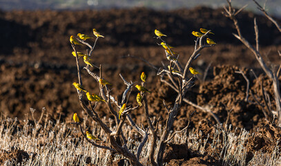 A bunch of Saffron Finchs resting on a dead tree