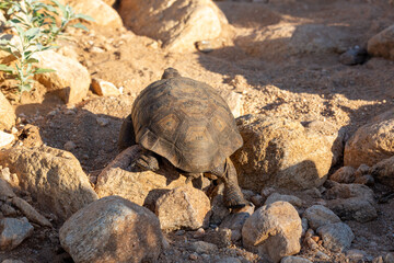 Desert tortoise, Gopherus agassizii, walking through the Sonoran Desert foraging for food and perhaps a mate. A large reptile in natural habitat. Pima County, Oro Valley, Arizona, USA.