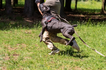 Cane Corso attacking dog handler during aggression training.