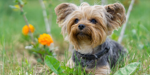 Yorkshire Terrier puppy lies in the low spring grass close to flowers. Funny small York puppy on golden hour time photography. close up