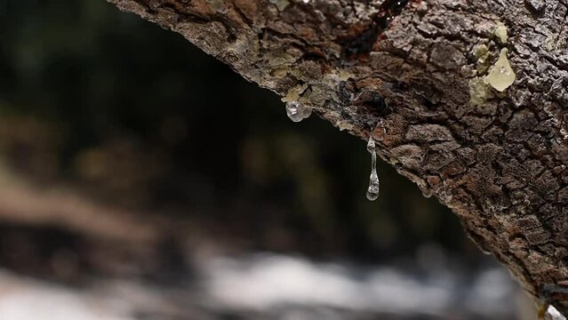 Selective focus on big mastic drop oozes in tears out of the branch of a mastic tree. Resin mastic is waves in the wind, brightens, twinkles in the sunlight. Beautiful bokeh background. Chios, Greece.
