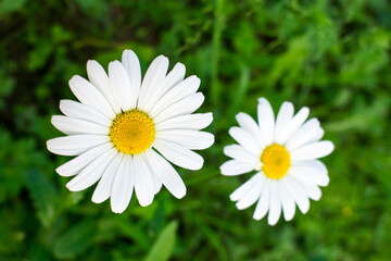Daisies on a green meadow. Flower background with camomile (chamomile) and green grass. High quality photo