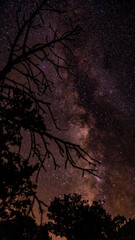 Los arboles en la oscuridad