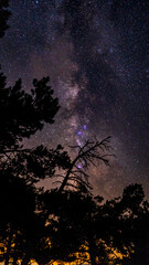 Fototapeta premium Los arboles en la oscuridad