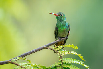 Rufous-tailed Hummingbird, amazilia tzacatl, perched on a branch in Costa Rica