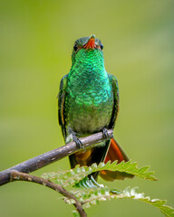 Rufous-tailed Hummingbird, amazilia tzacatl, perched on a branch in Costa Rica