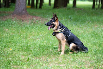 Service German Shepherd, in unloading, sticking out his tongue, sits on the grass