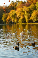 Natural autumn landscape, with flock of coots and seagulls and wild birds on lake water and yellow trees on shore, in Titan park in Bucharest
