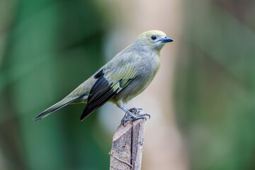Palm Tanager (Thraupis palmarum) songbird perched on a branch in Costa Rica