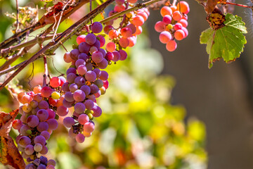 Pink grapes. Clusters of pink wine grapes on vine