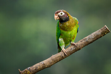 Brown-hooded parrot (Pyrilia haematotis) perched on a branch in northern Costa Rica