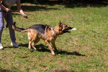 German Shepherd attacking dog handler during aggression training.