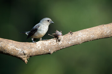 Fototapeta premium Plain-colored tanager - Tangara inornata bird in the family Thraupidae, found in Colombia, Costa Rica and Panama, natural habitats are subtropical or tropical moist lowland forests and former forest.