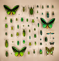 Green insects collection