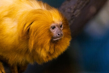 The golden lion tamarin (Leontopithecus rosalia ) also known as the golden marmoset