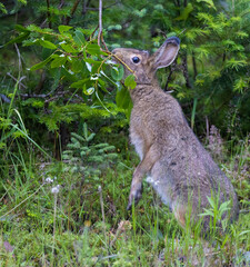 snowshoe hare (Lepus americanus) feeding in summer 