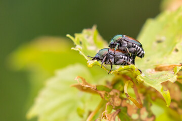 Mating Japanese beetle (Popillia japonica) 
