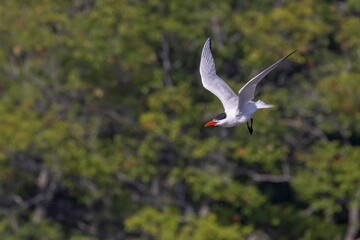  Caspian tern (Hydroprogne caspia) in flight