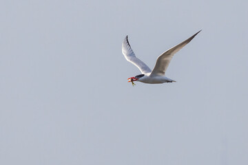  Caspian tern (Hydroprogne caspia) in flight