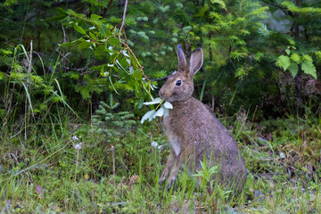 Naklejka na ściany i meble snowshoe hare (Lepus americanus) feeding in summer 