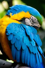 Vertical shot of a colorful macaw with the blurred background © Ignacio Diaz/Wirestock Creators