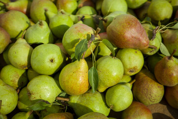 ripe pears freshly picked from the tree