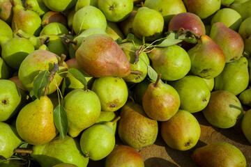 ripe pears freshly picked from the tree