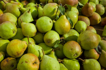 ripe pears freshly picked from the tree