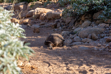 Fototapeta premium Desert tortoise, Gopherus agassizii, walking through the Sonoran Desert foraging for food and perhaps a mate. A large reptile in natural habitat. Pima County, Oro Valley, Arizona, USA.