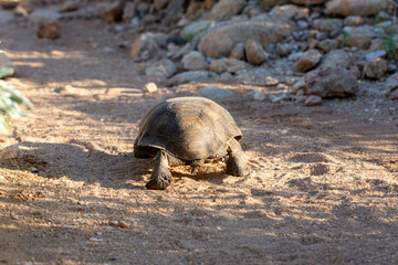 Desert tortoise, Gopherus agassizii, walking through the Sonoran Desert foraging for food and perhaps a mate. A large reptile in natural habitat. Pima County, Oro Valley, Arizona, USA.