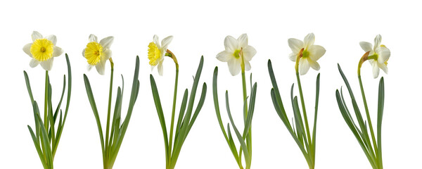 Daffodil flower in different positions set isolated transparent png. White and yellow narcissus spring flower.