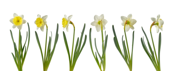 Daffodil flower in different positions set isolated transparent png. White and yellow narcissus spring flower.