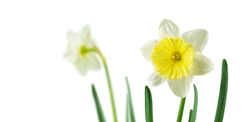 White and yellow daffodil or narcissus spring flowers isolated transparent png © photohampster