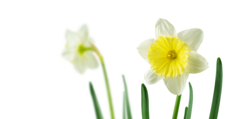 White and yellow daffodil or narcissus spring flowers isolated transparent png