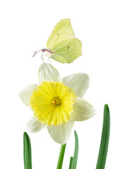 Yellow butterfly and daffodil or narcissus flower isolated transparent png