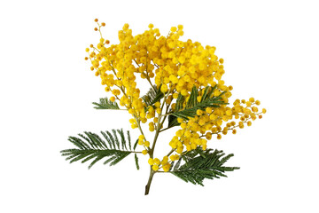 Mimosa spring flowers isolated transparent png. Silver wattle tree branch. Acacia dealbata yellow fluffy balls and leaves. - obrazy, fototapety, plakaty