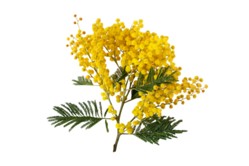 Mimosa spring flowers isolated transparent png. Silver wattle tree branch. Acacia dealbata yellow fluffy balls and leaves.